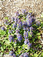 Bugle, Ajuga reptans (fam Labiees) (Europe, Asie centrale) (2) (Photo F. Mrugala)
